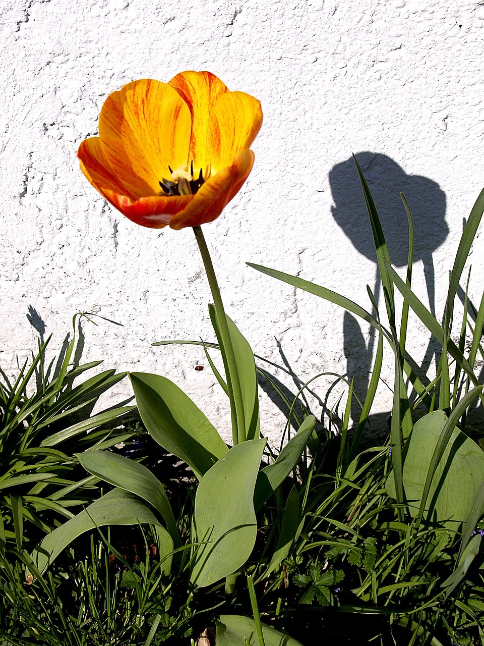 tulip white wall shadow free photo