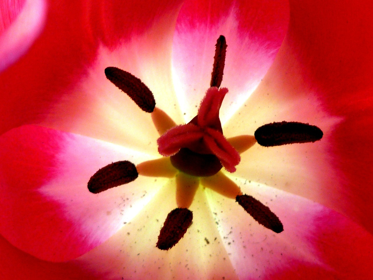 tulip inside up-close free photo