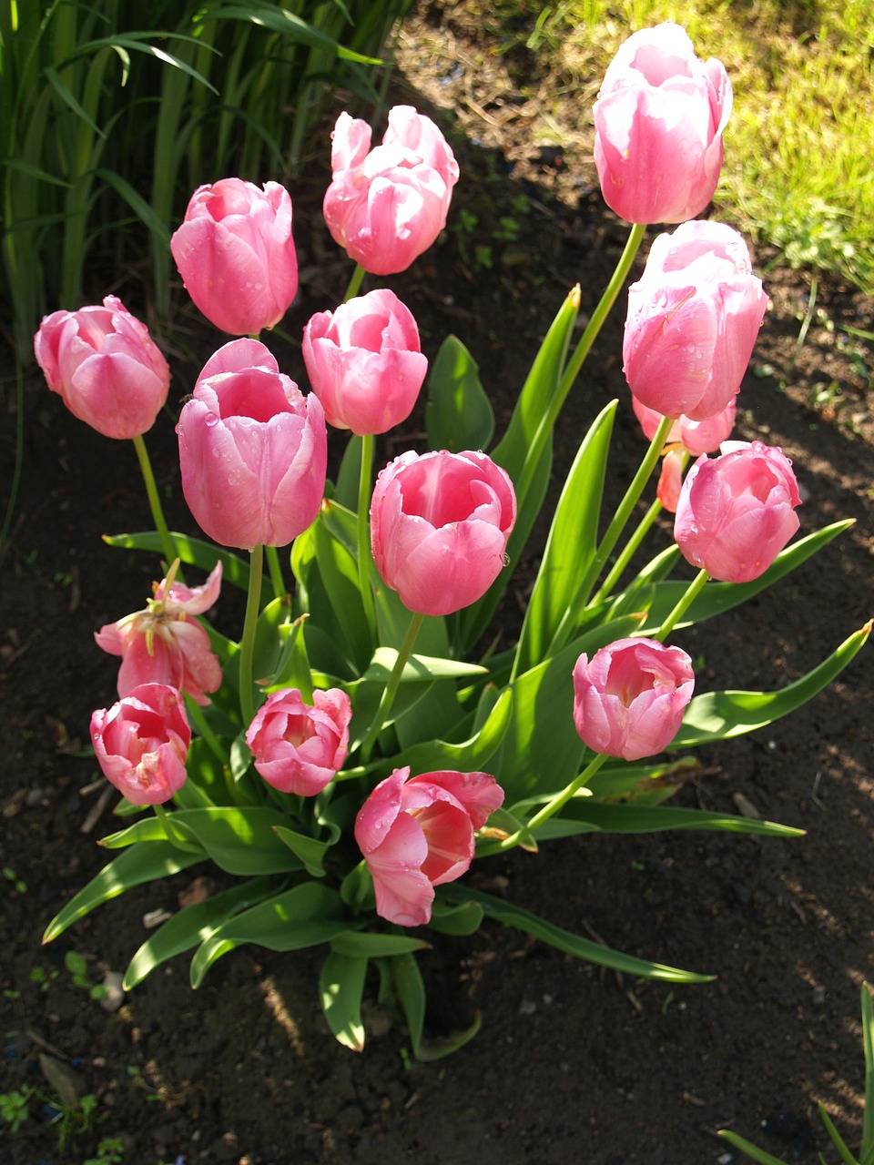 tulip bouquet bed free photo