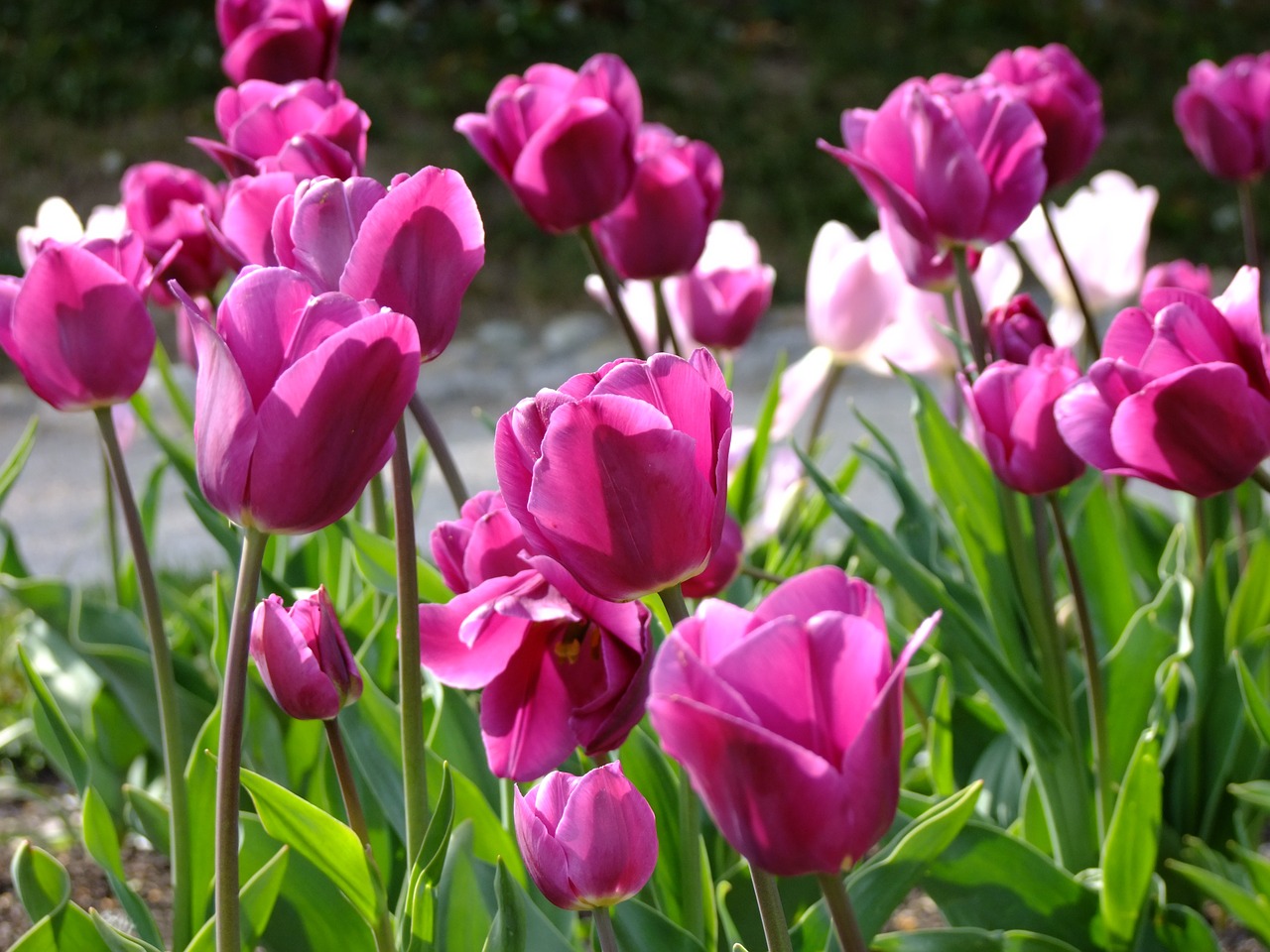 tulips flower onion free photo