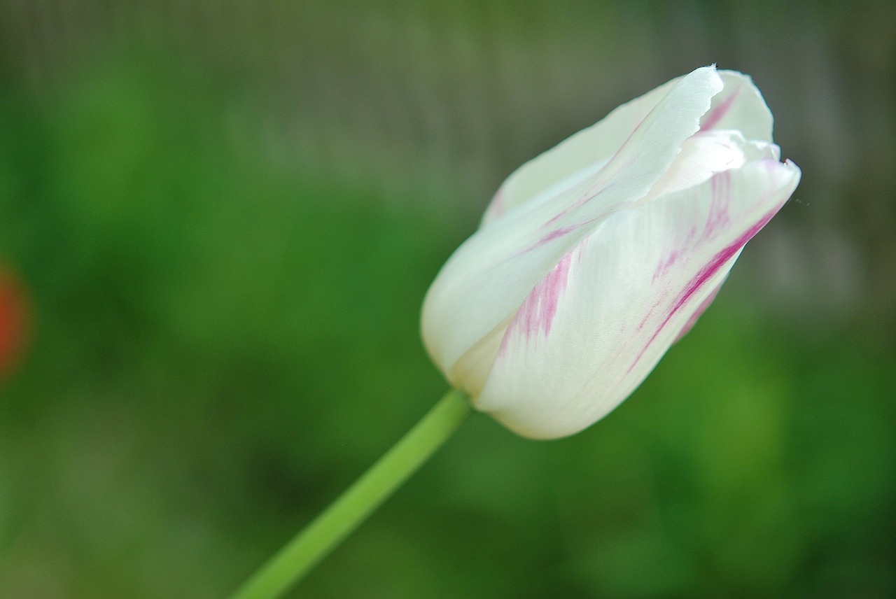 tulip tulips flower free photo