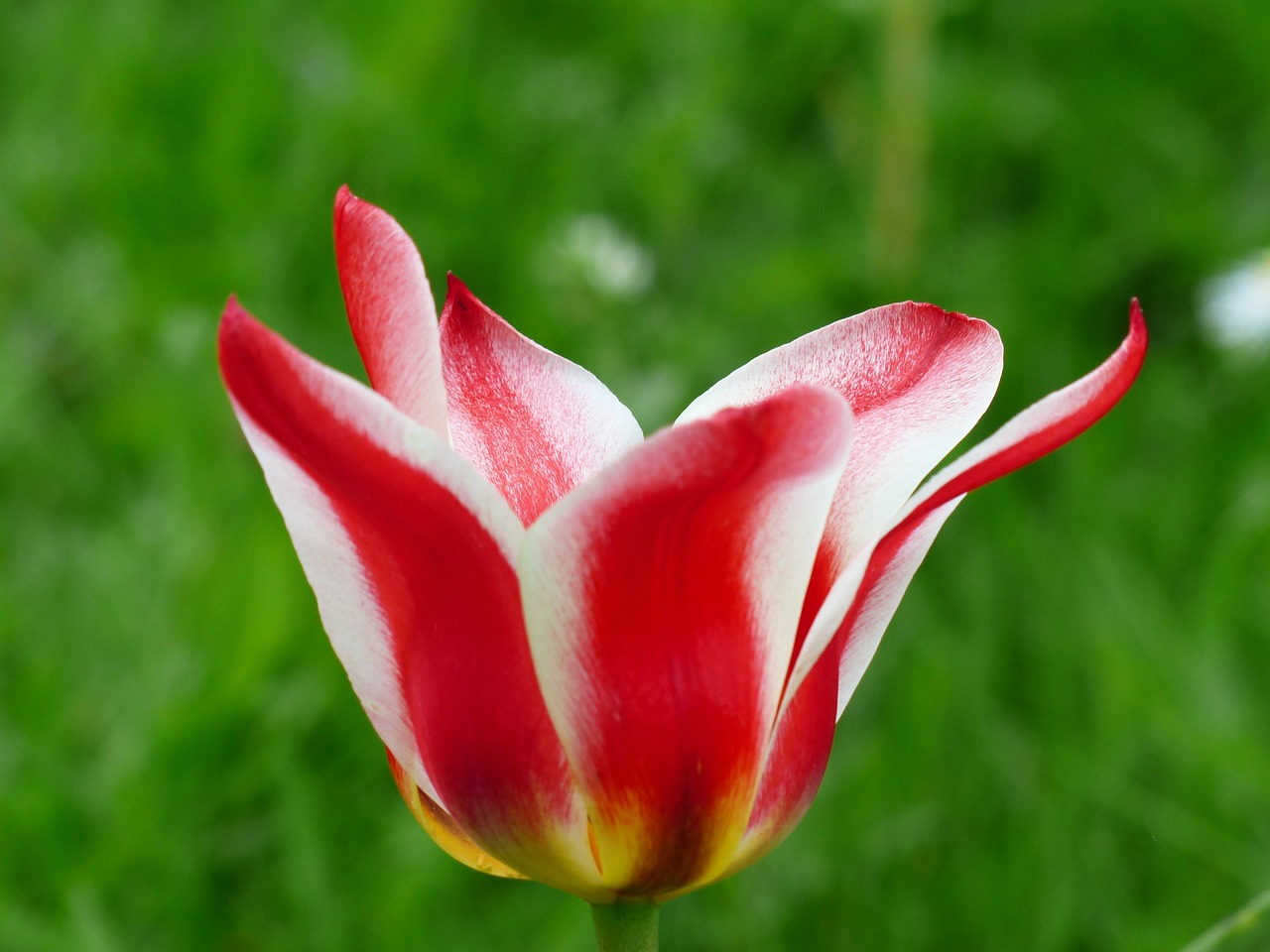 tulip red white free photo