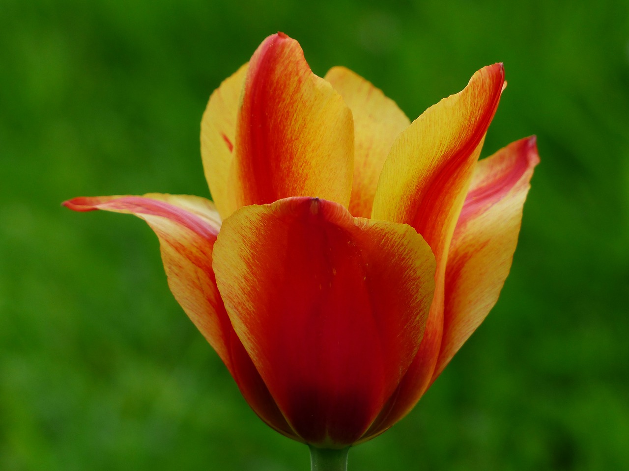 tulip red yellow free photo