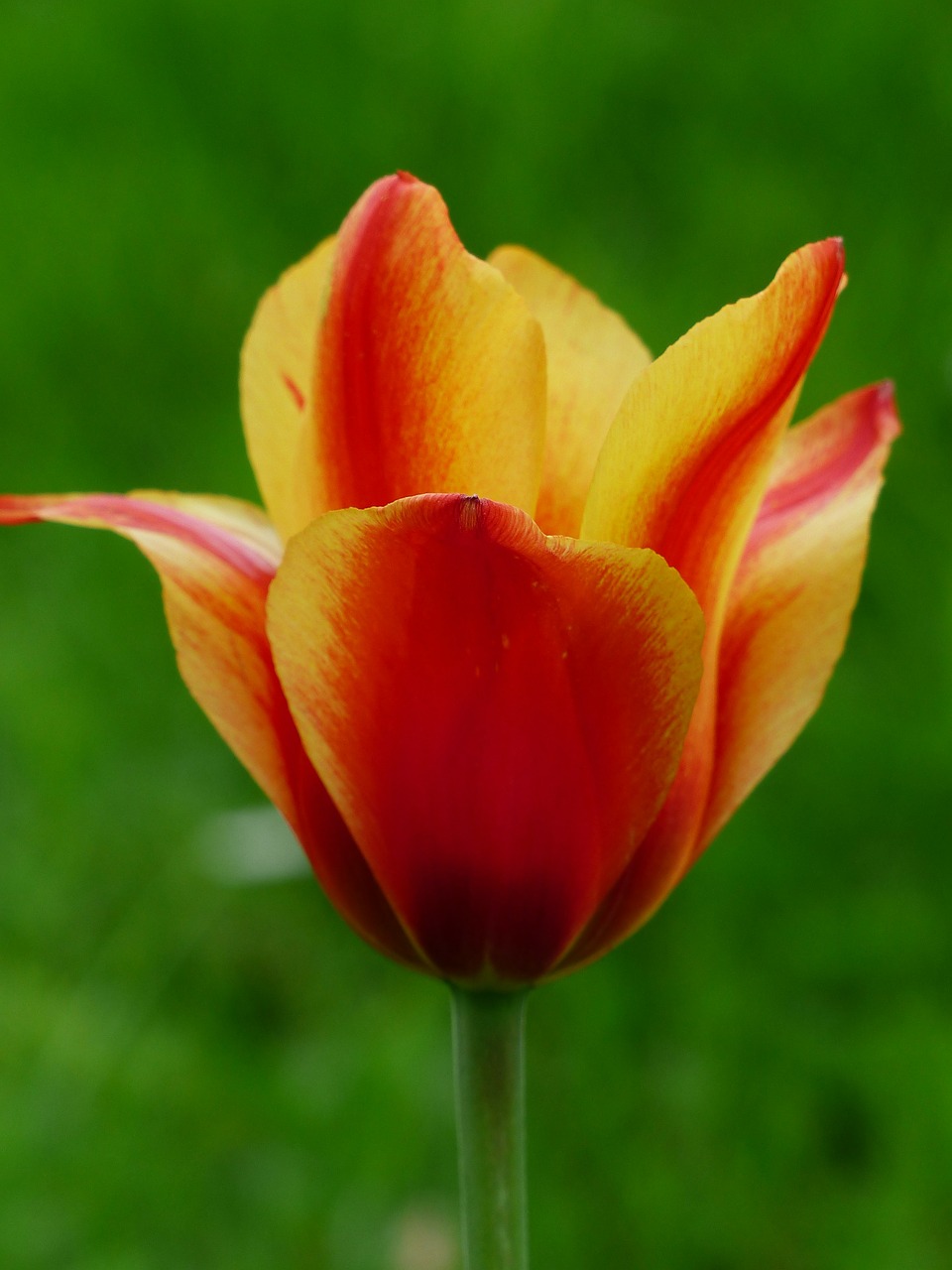 tulip red yellow free photo