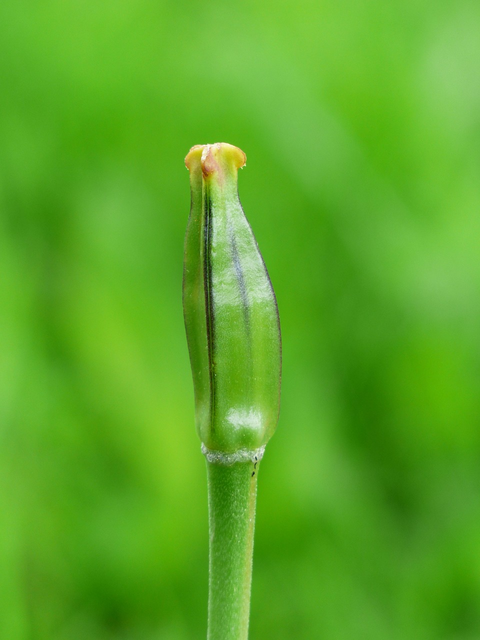 tulip faded fruit free photo