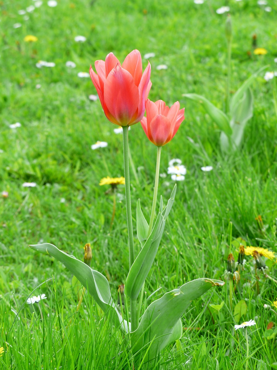 tulip red tulpenbluete free photo