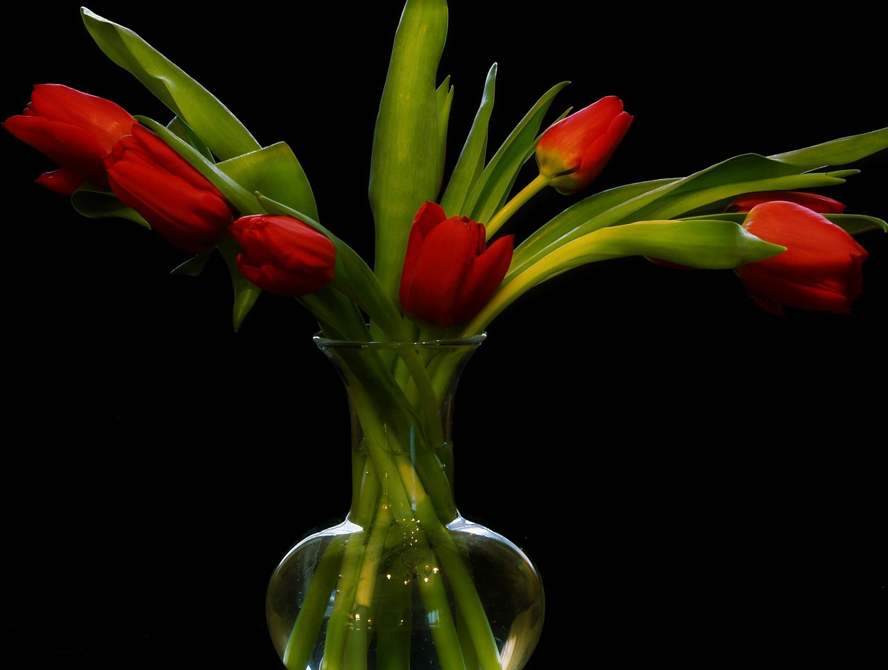 tulip flower bouquet free photo