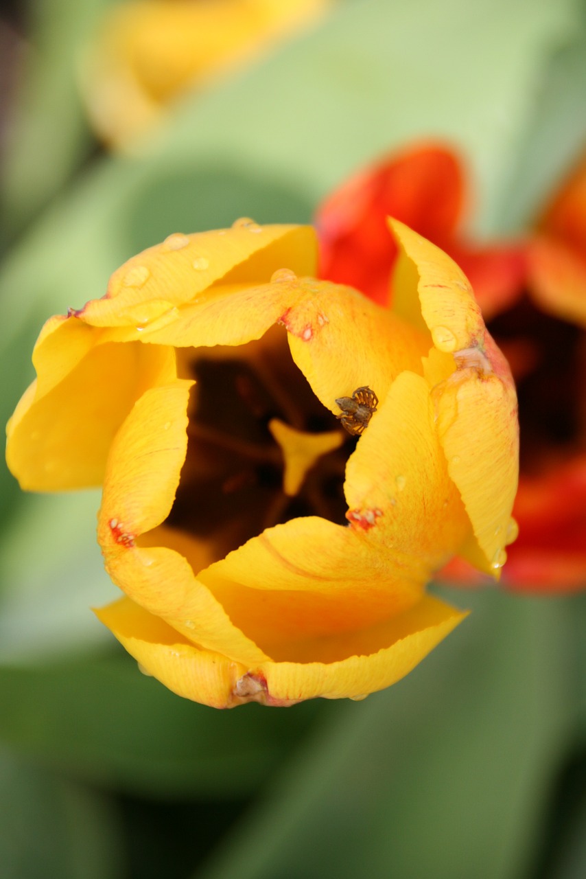 tulip morgentau beaded free photo