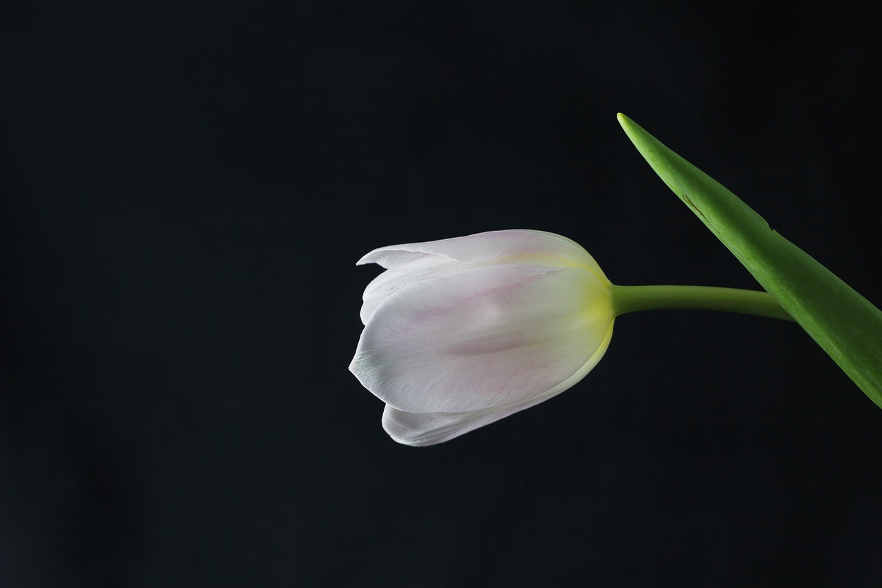 tulip flower plant free photo