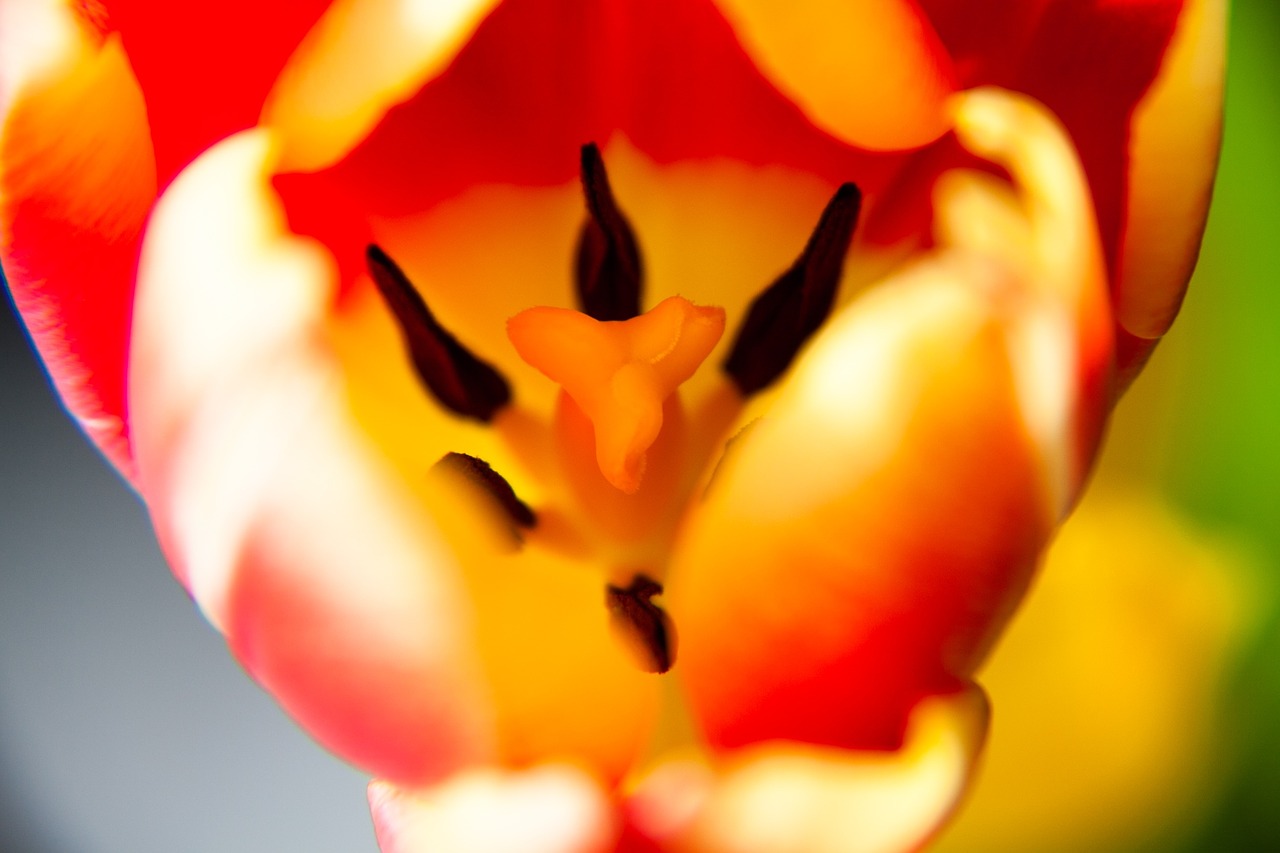tulip inside plant free photo