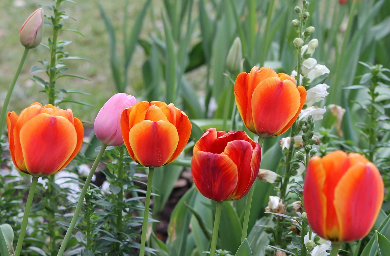 tulip spring floral free photo