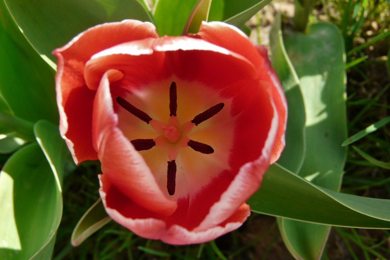 tulip flower harbinger of spring free photo