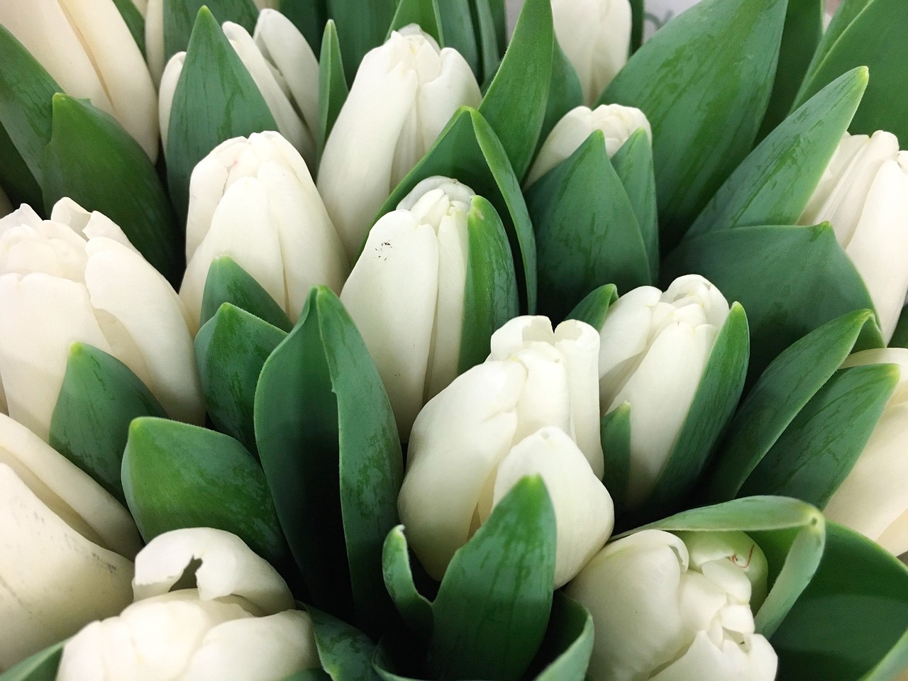 tulip white tulips free photo