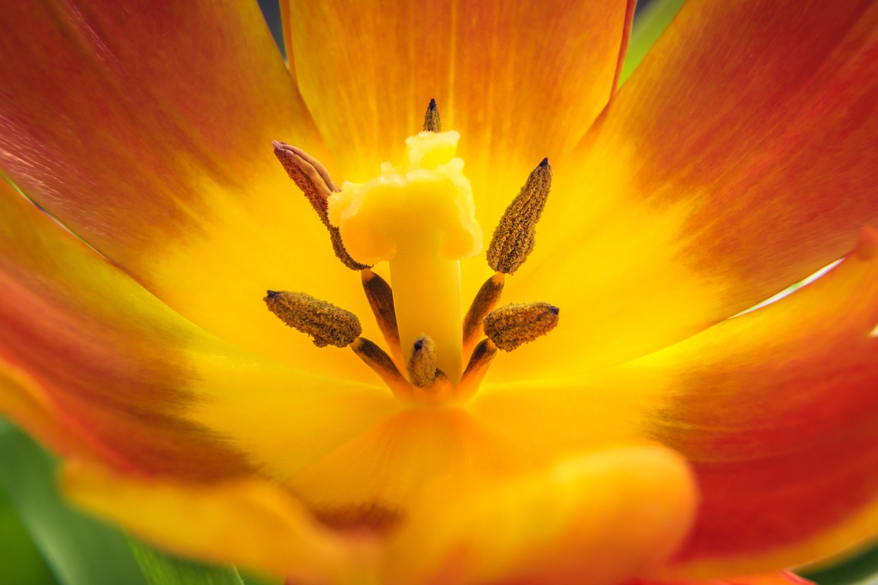 tulip flower blossom free photo