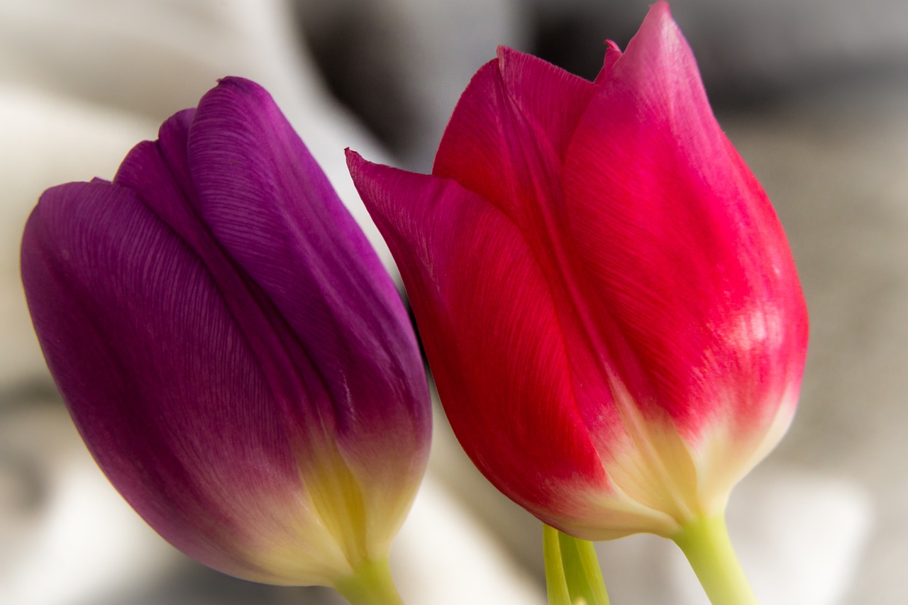 tulip flower blossom free photo