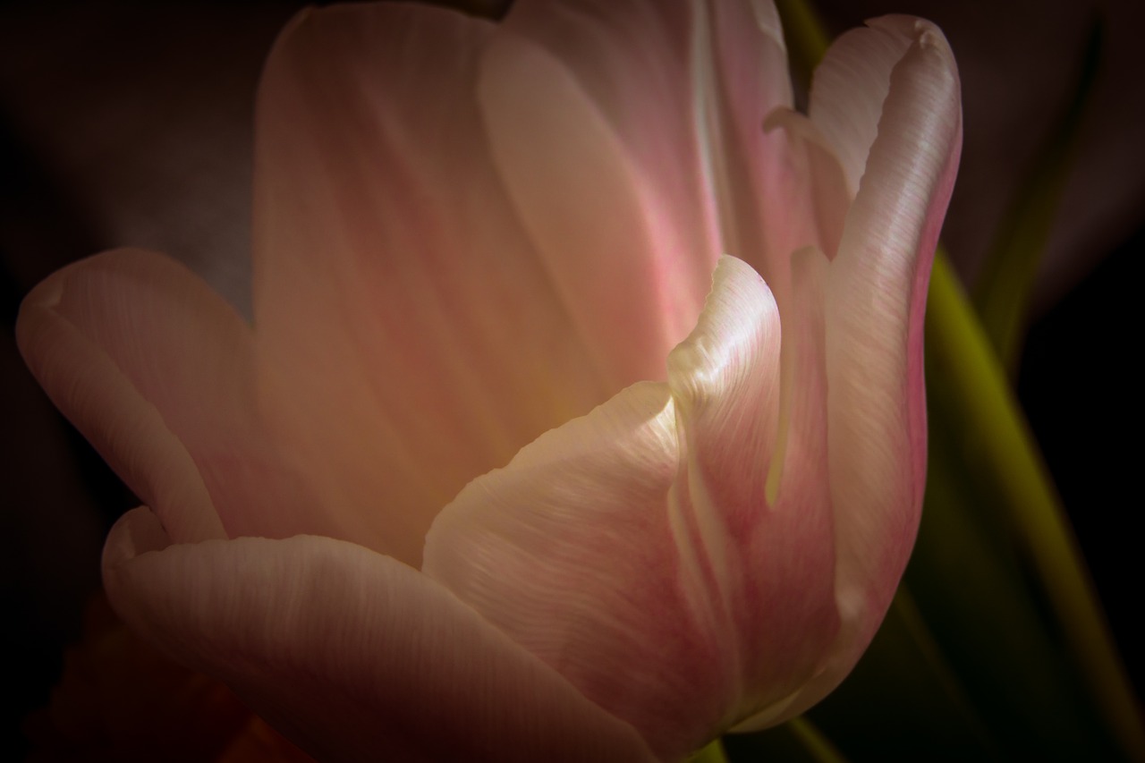 tulip flower blossom free photo