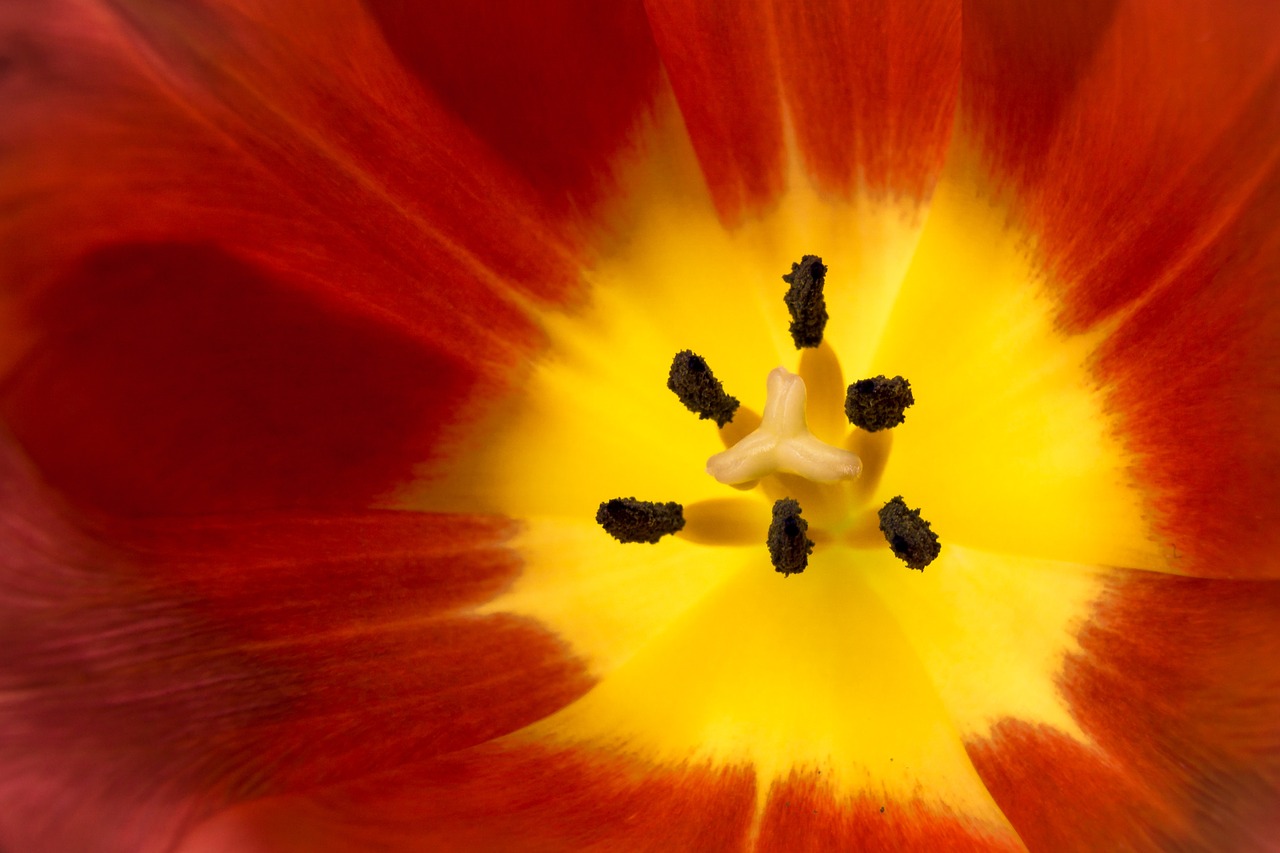 tulip blossom bloom free photo