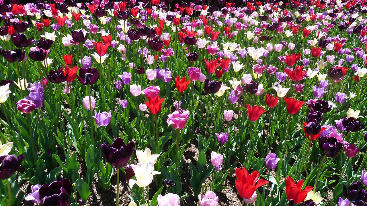 tulip central park spring free photo