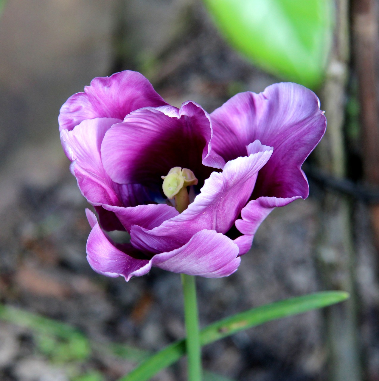 tulip blossom bloom free photo