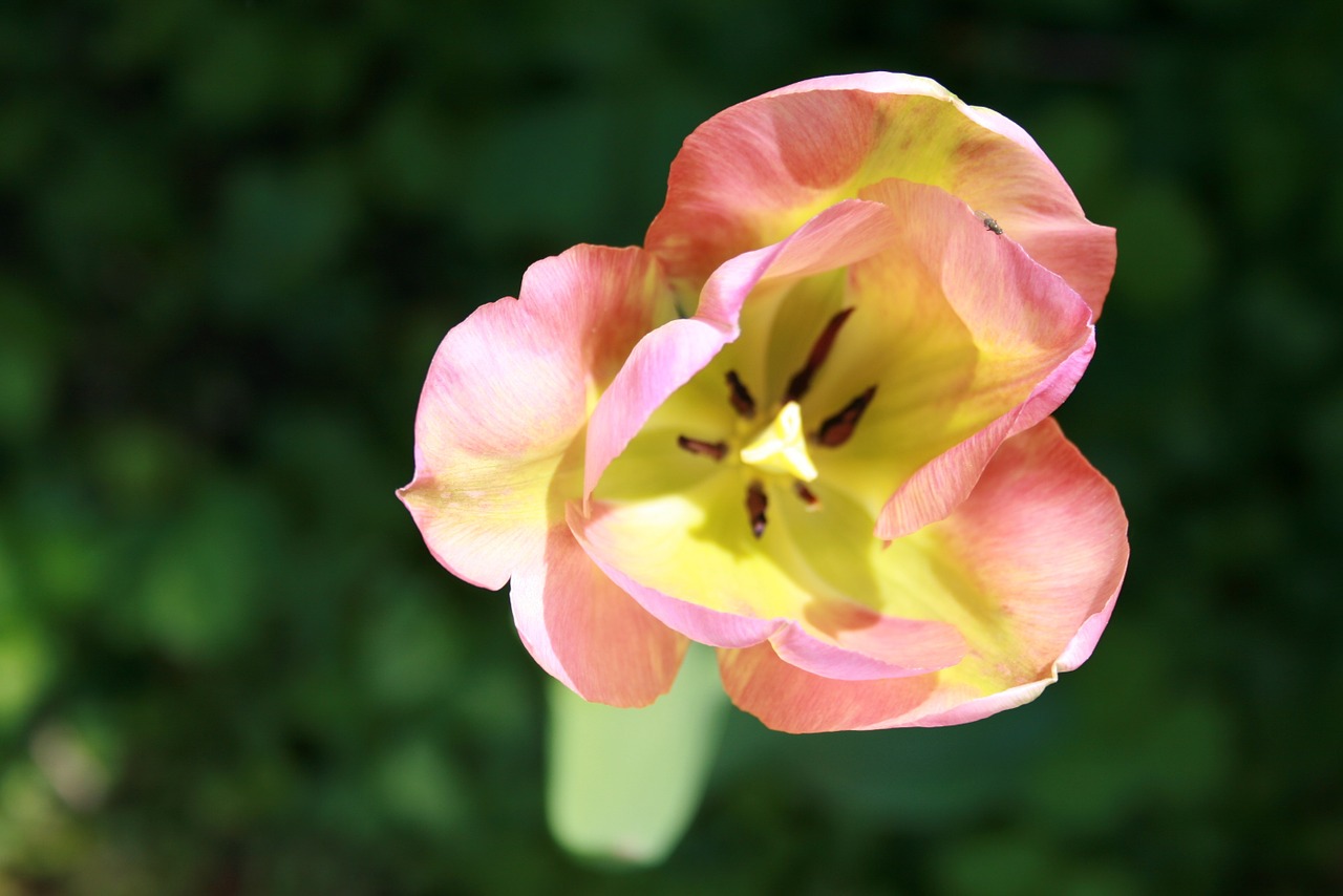 tulip petals pink free photo