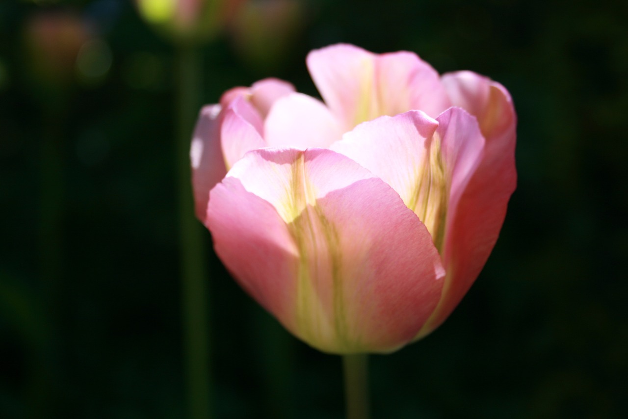 tulip petals pink free photo