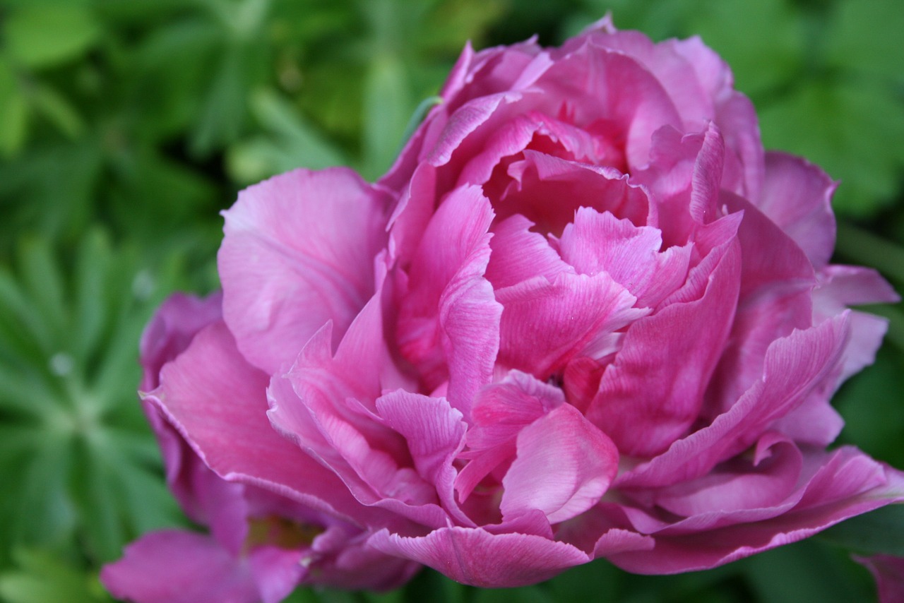 tulip petals purple free photo