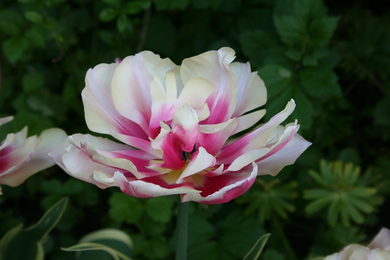 tulip petals purple free photo