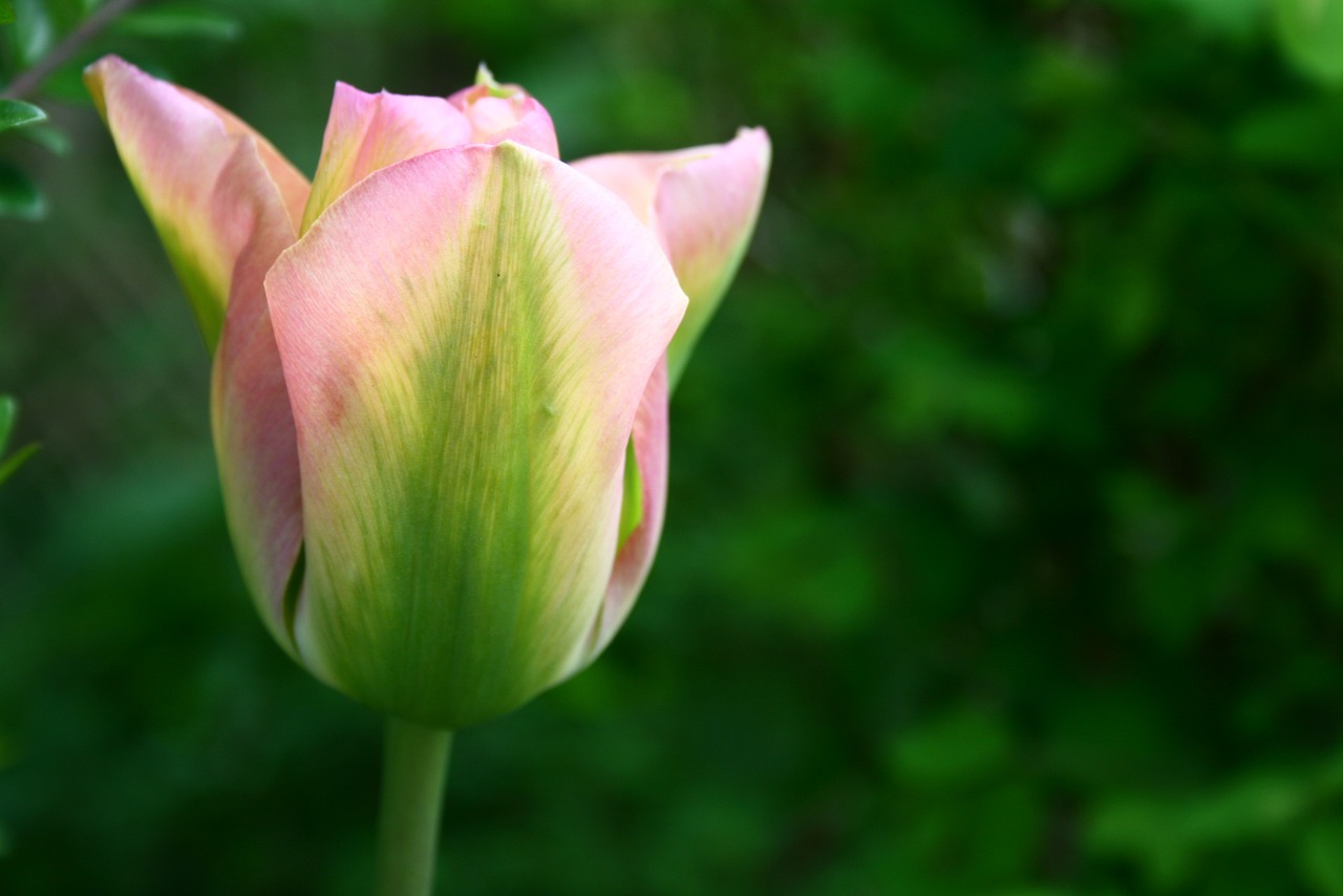 tulip petals pink free photo