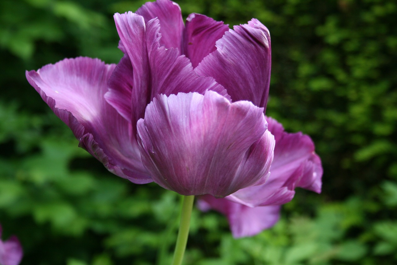 tulip flower petals free photo