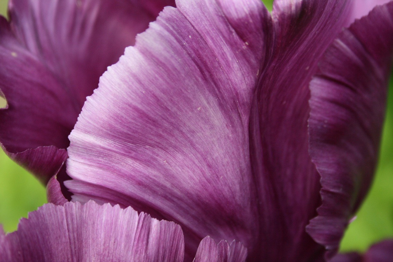 tulip flower petals free photo