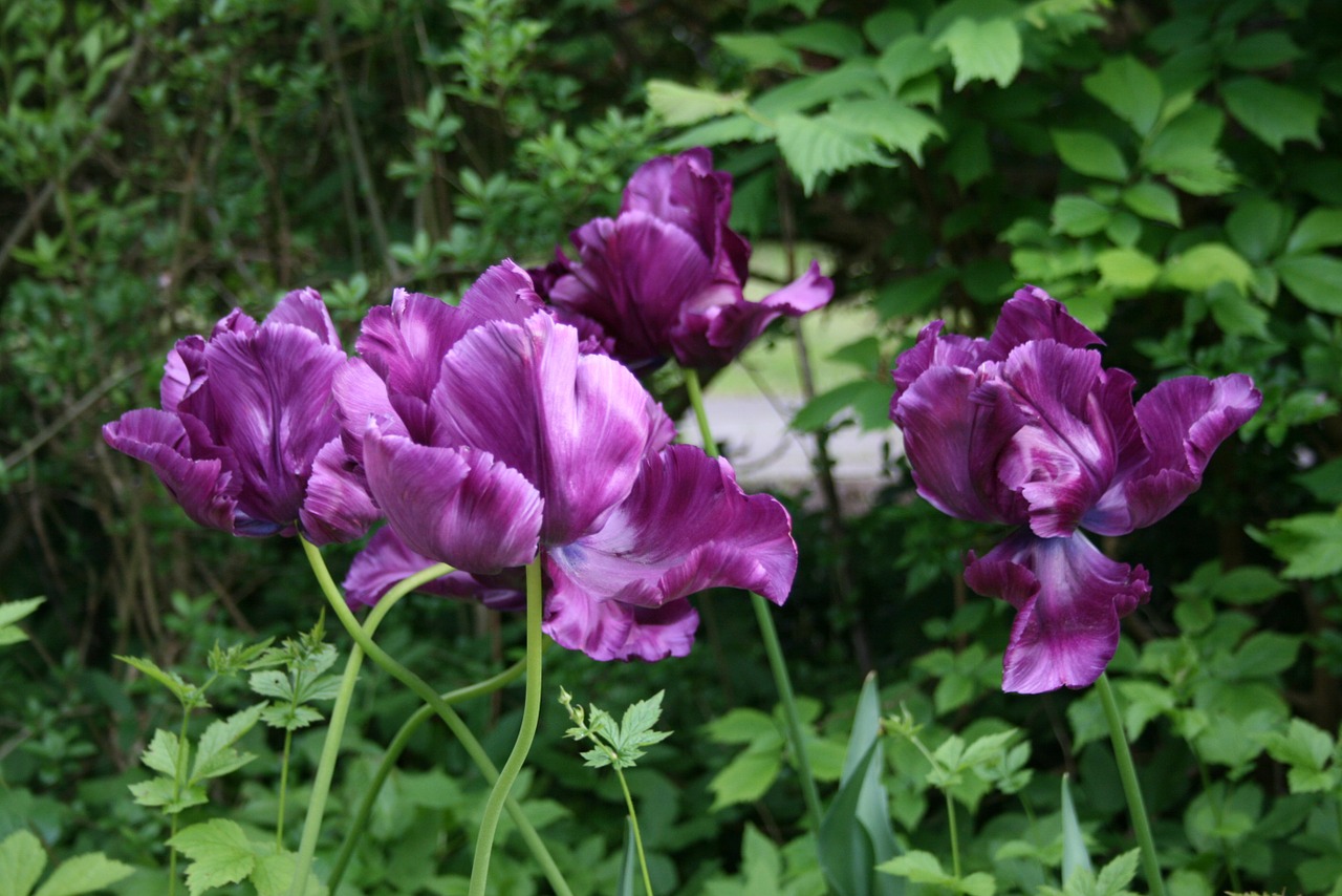 tulip flower petals free photo