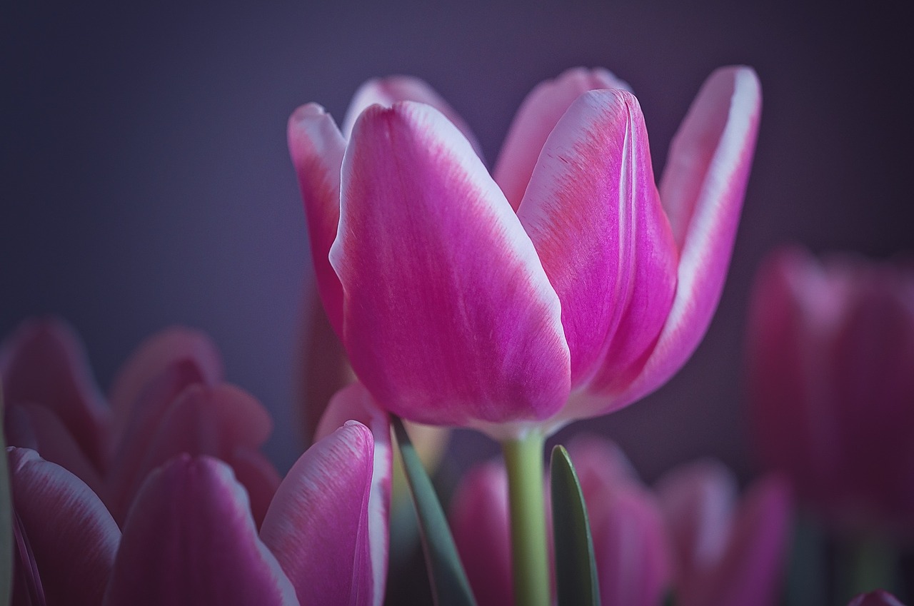 tulip flower spring free photo