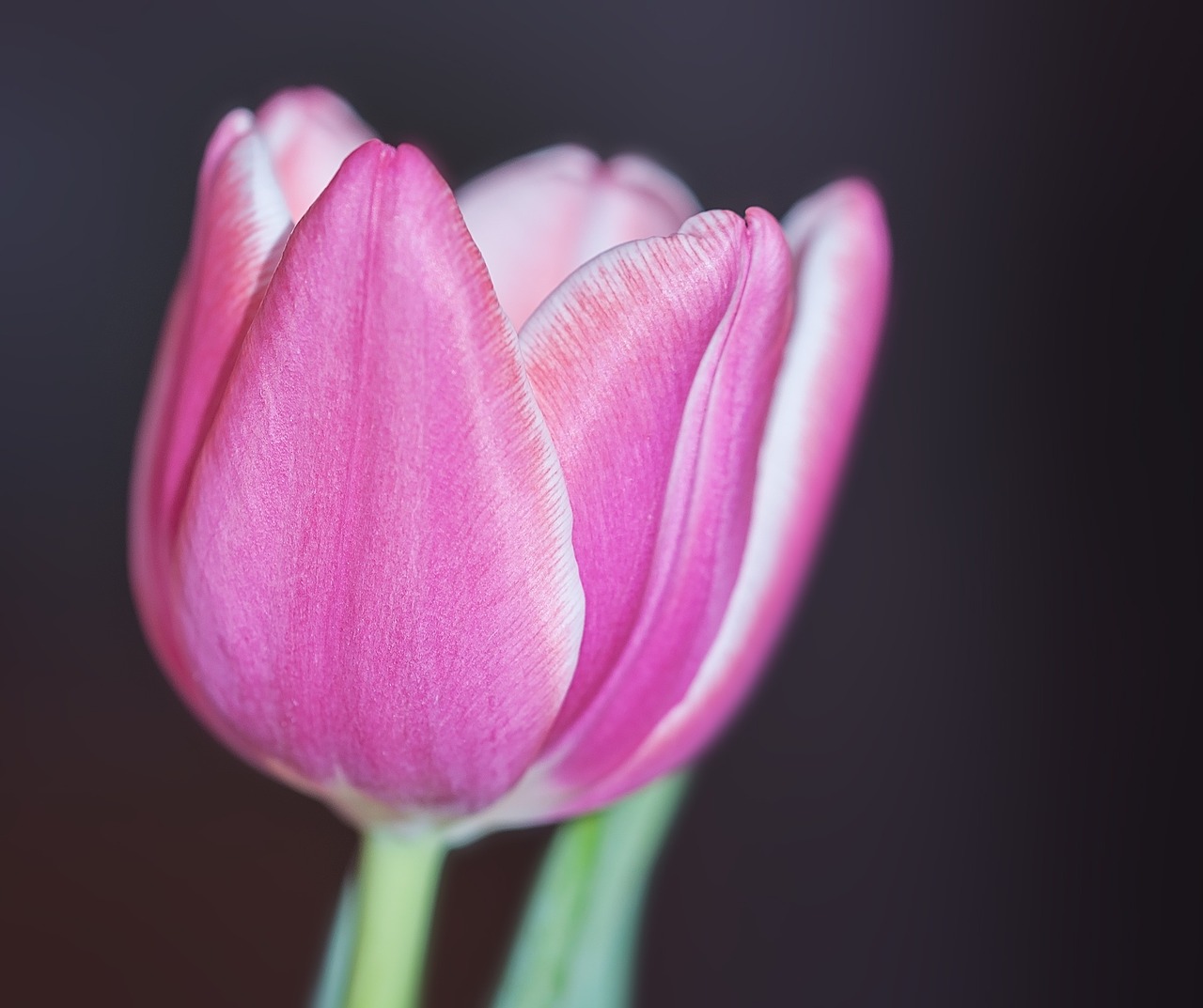 tulip flower blossom free photo