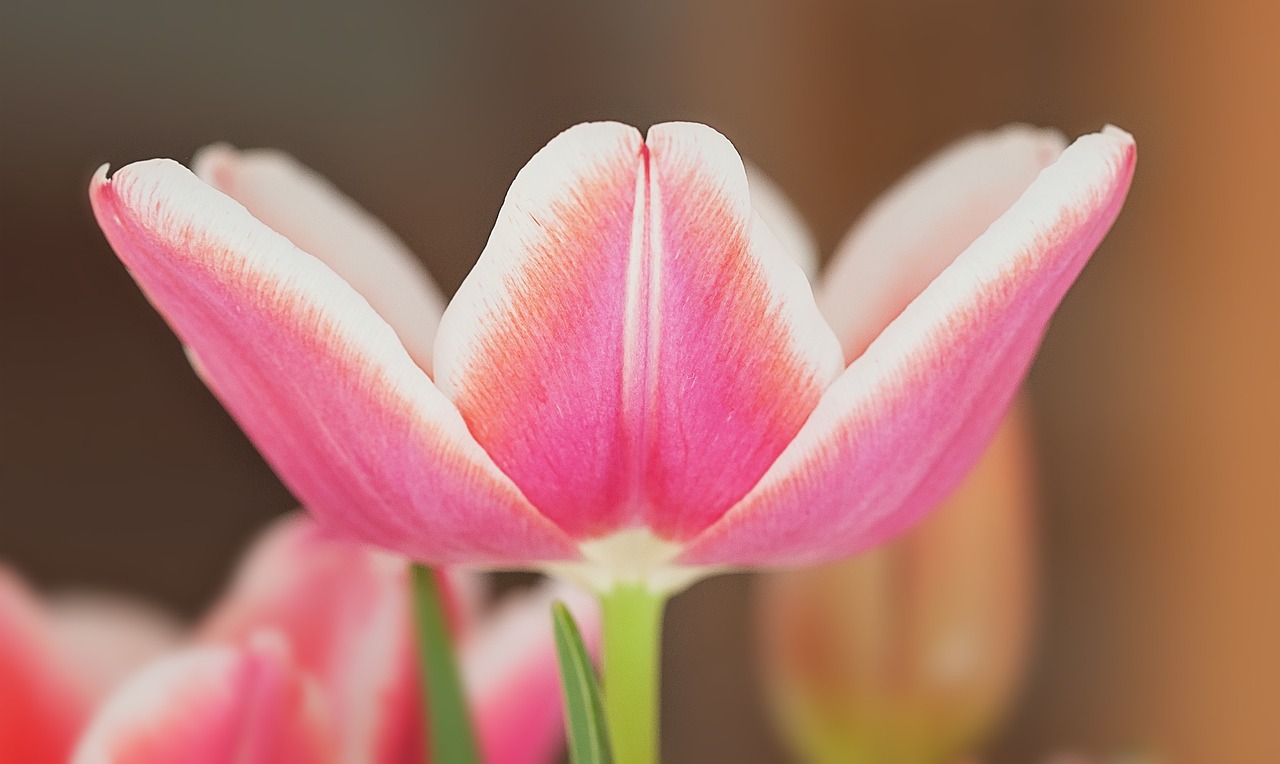 tulip flower blossom free photo