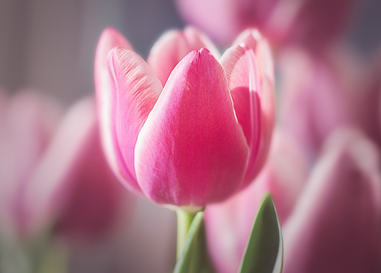 tulip flower blossom free photo