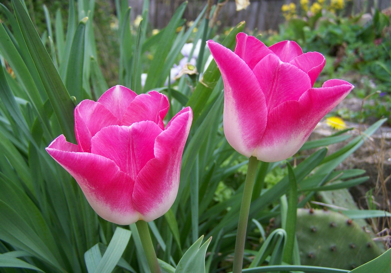 tulip pinkish-white flower garden free photo