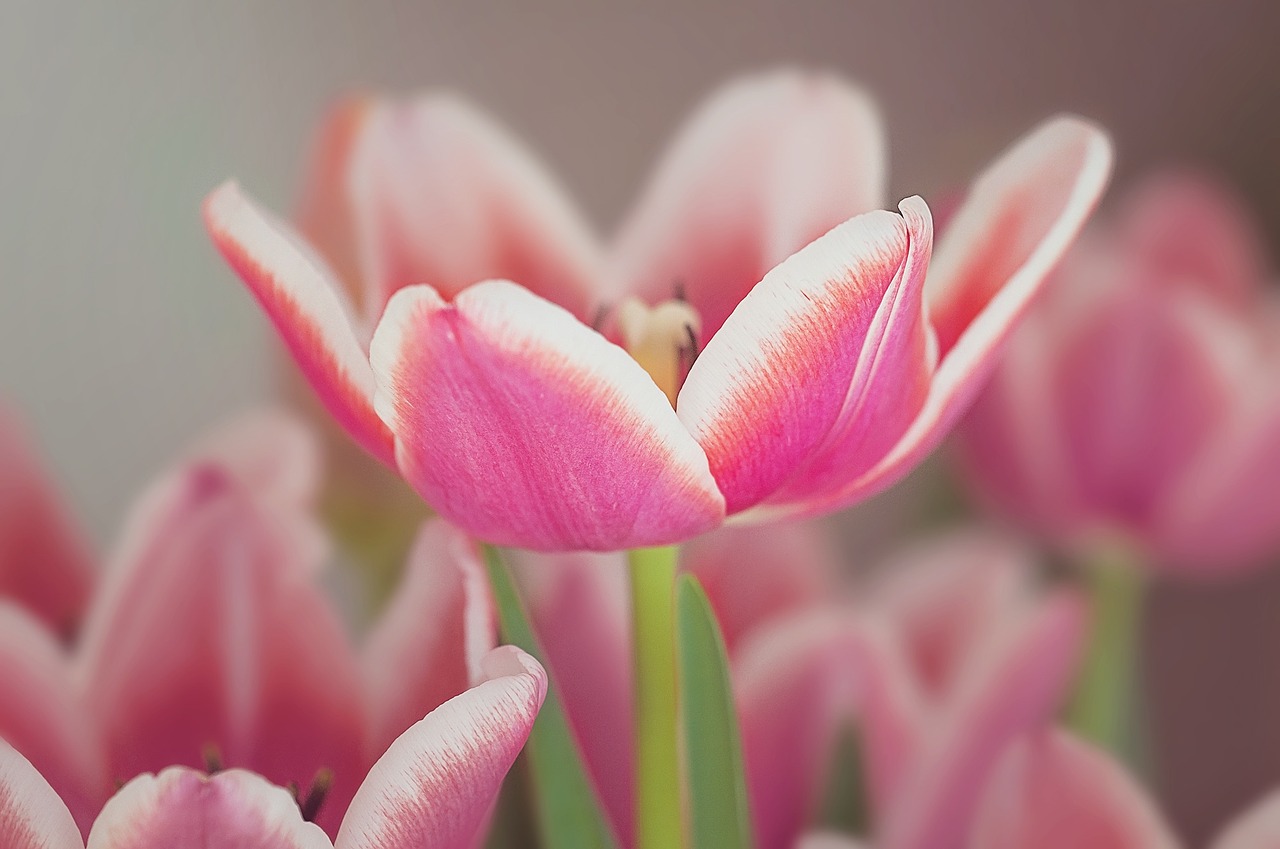 tulip open pink and white free photo