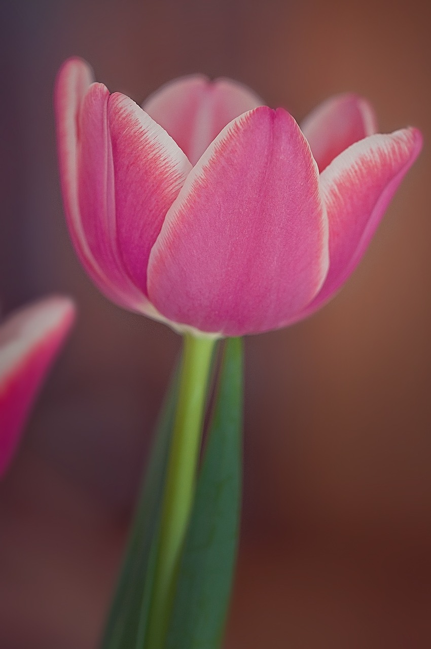 tulip flower plant free photo