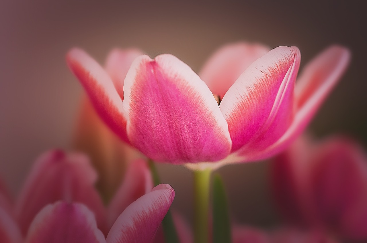 tulip flower blossom free photo