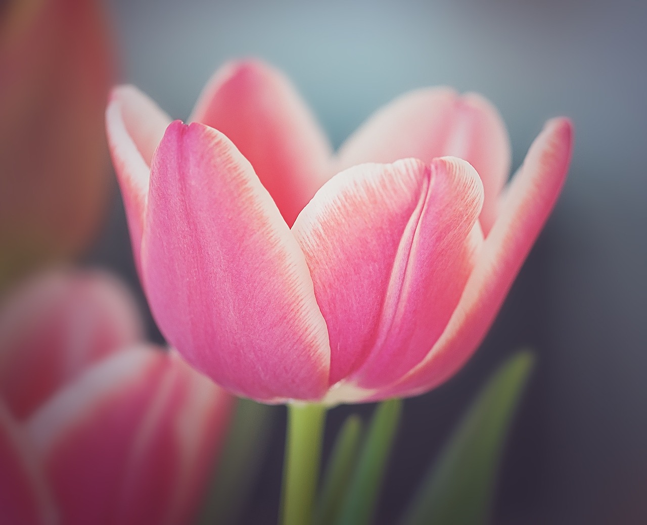 tulip flower blossom free photo