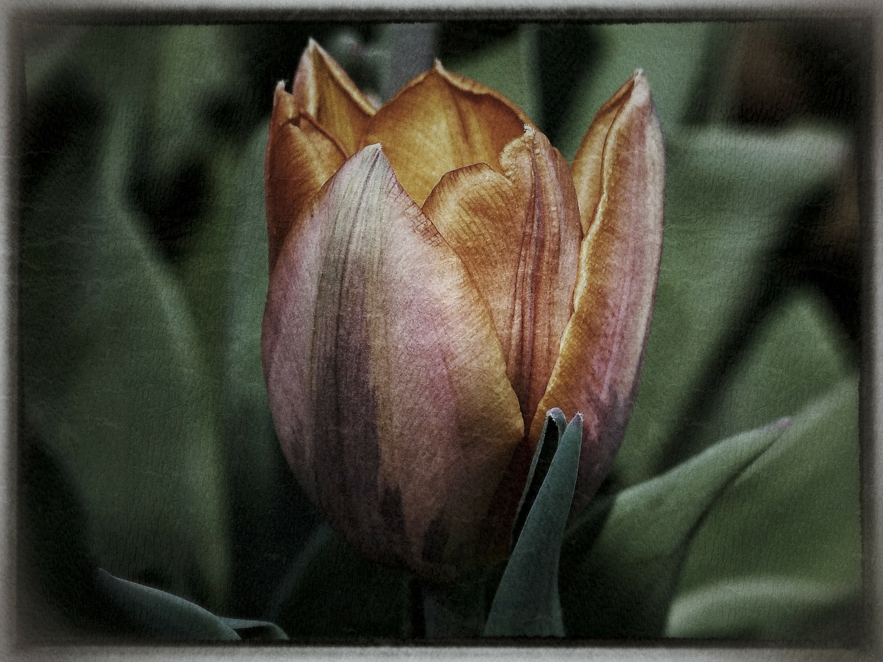 tulip flower computer graphic free photo