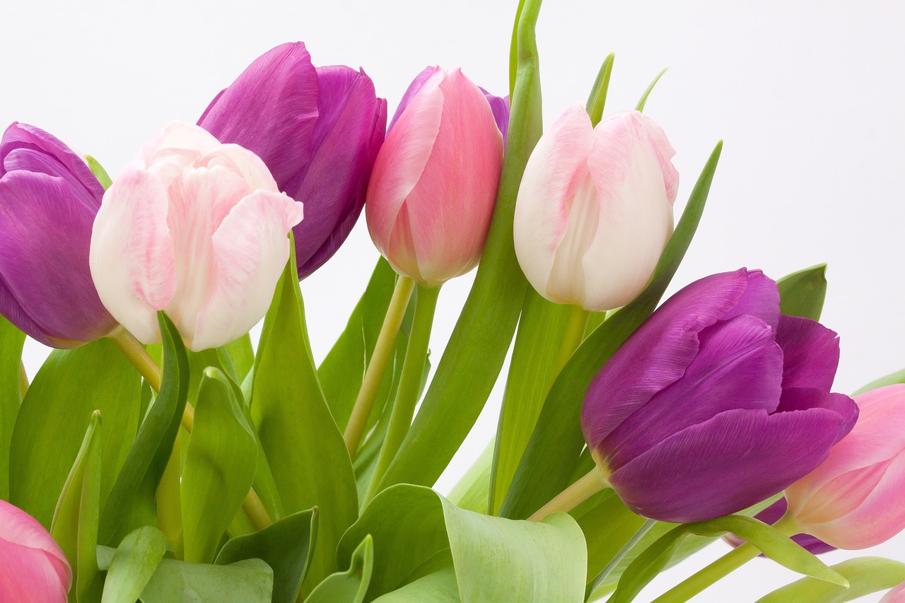 tulip spring flower bouquet free photo