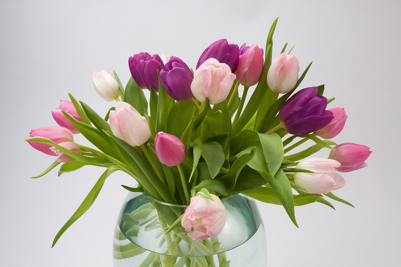 tulip tulip bouquet spring flower free photo