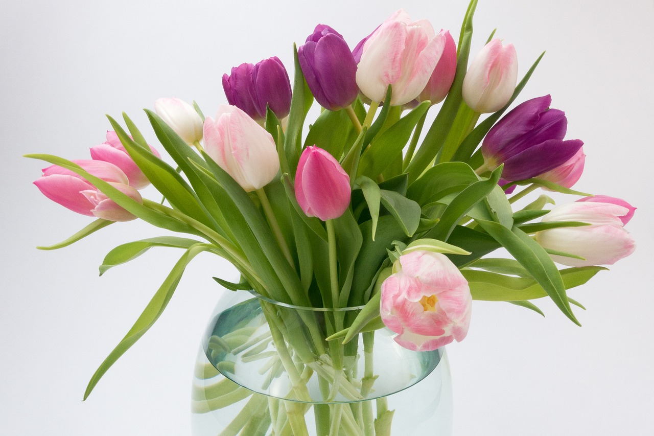 tulip tulip bouquet spring flower free photo