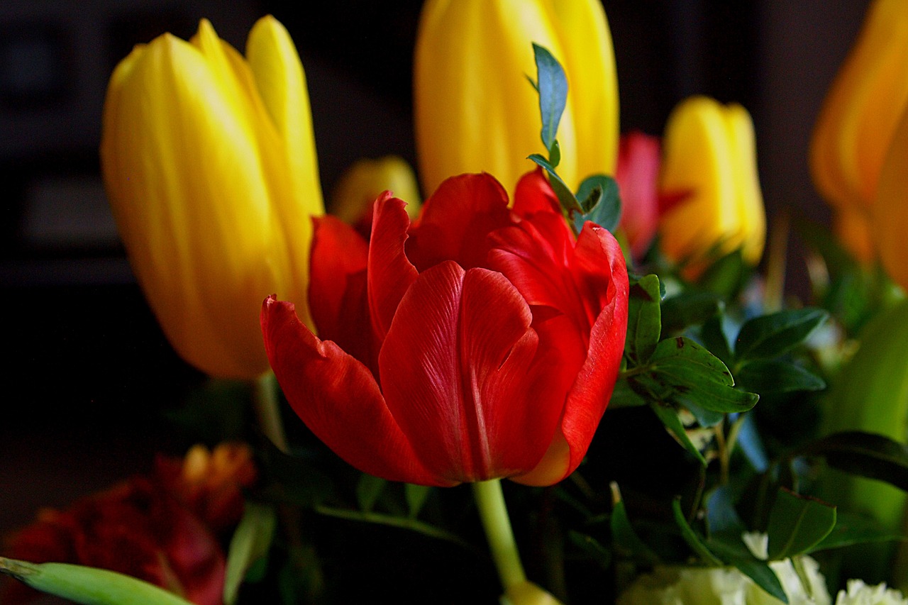 tulip red tulip spring free photo