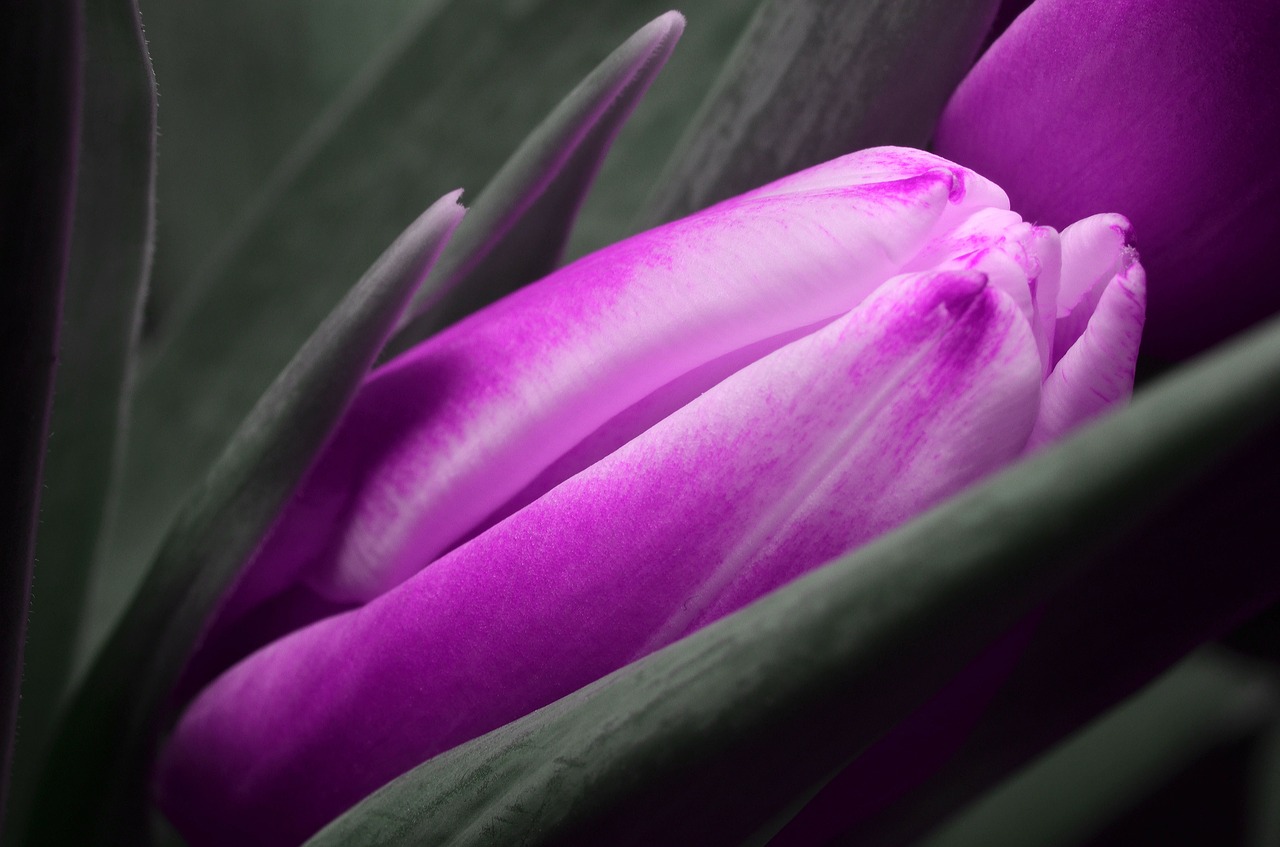 tulip purple flower free photo