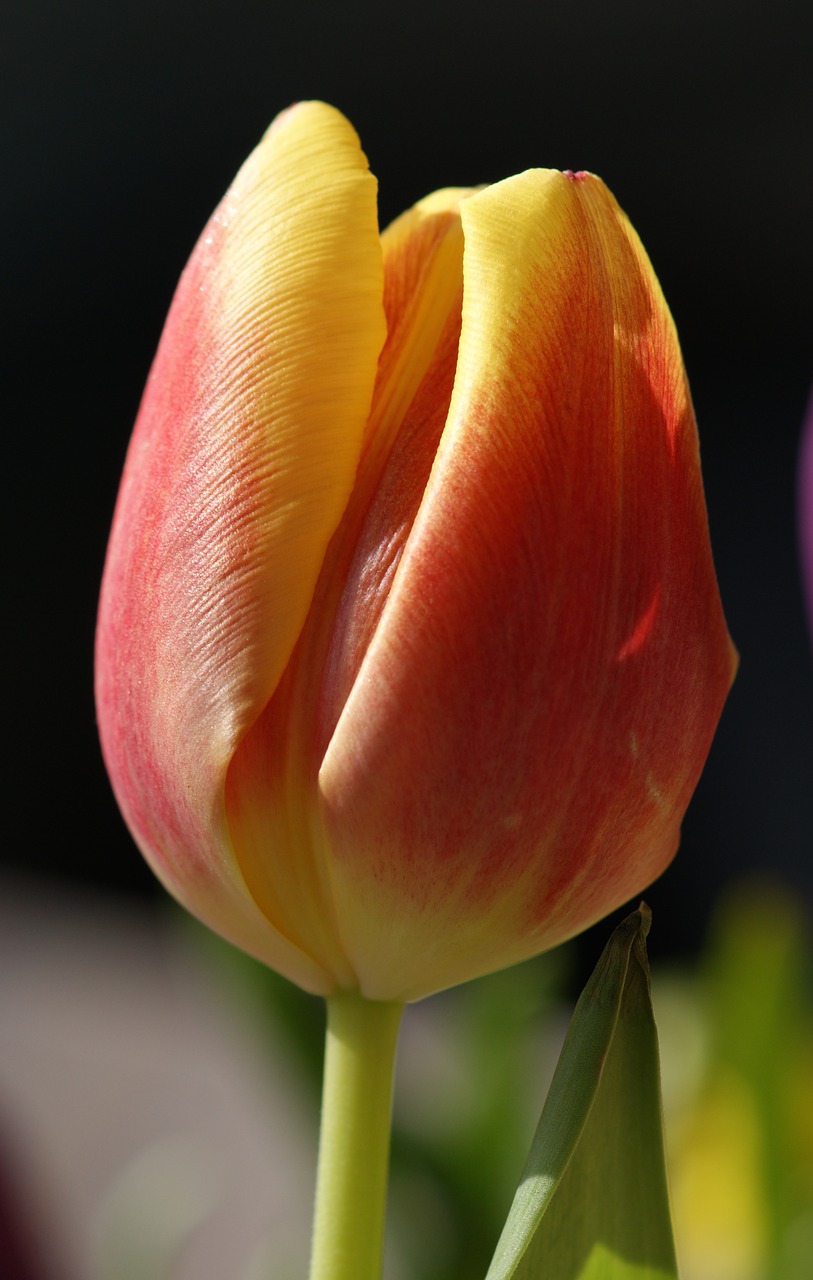 tulip red flower free photo