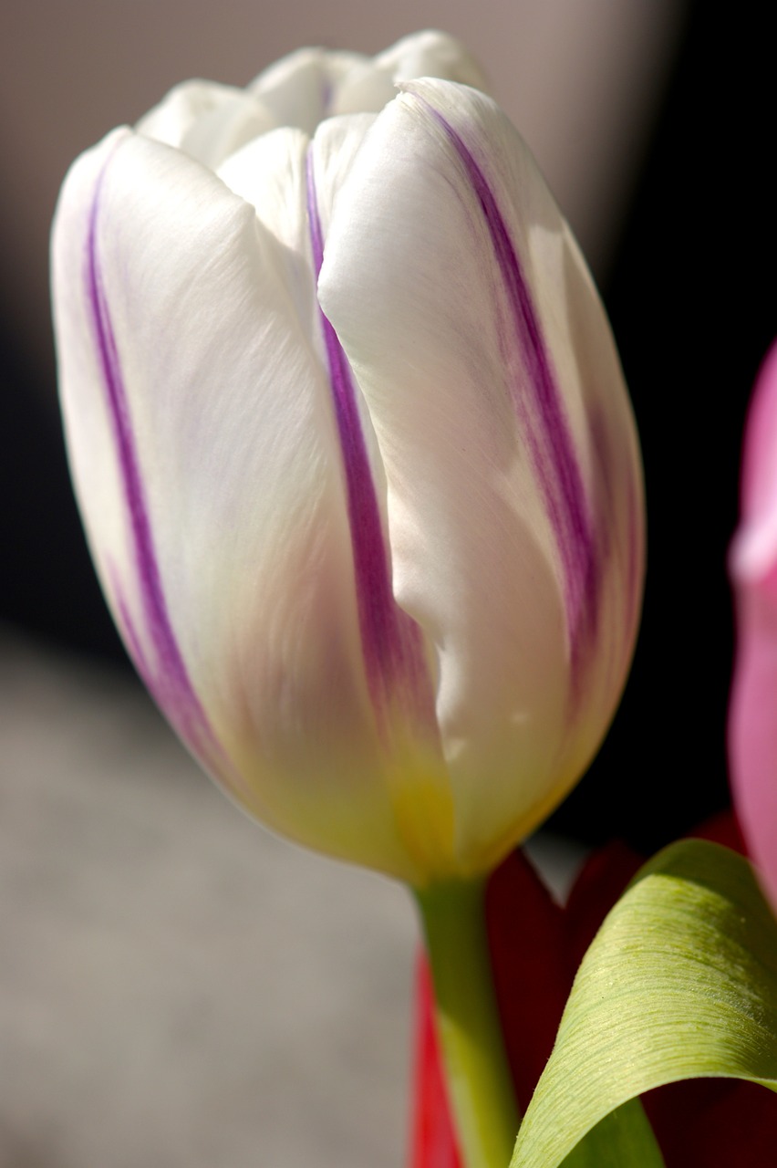 tulip white spring free photo