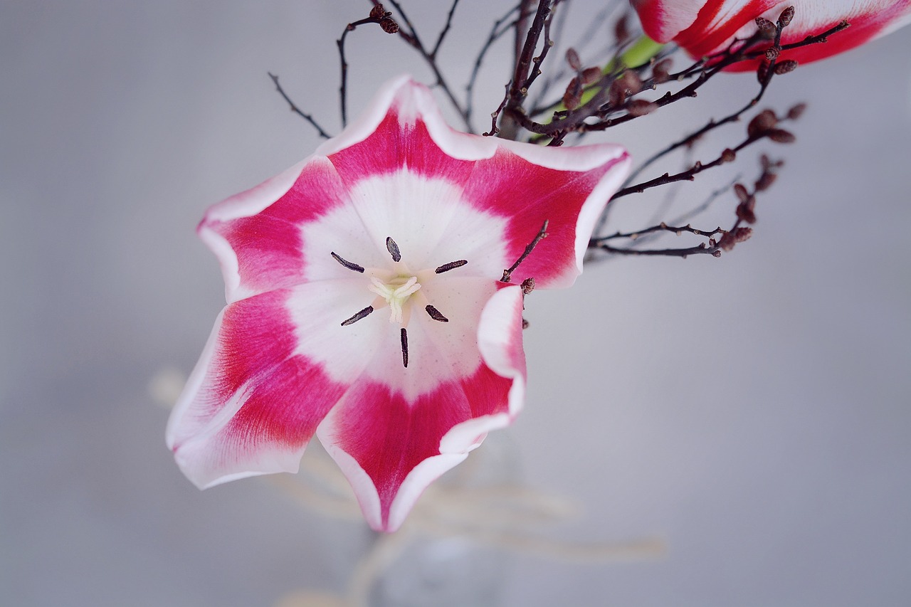 tulip pink white flower free photo