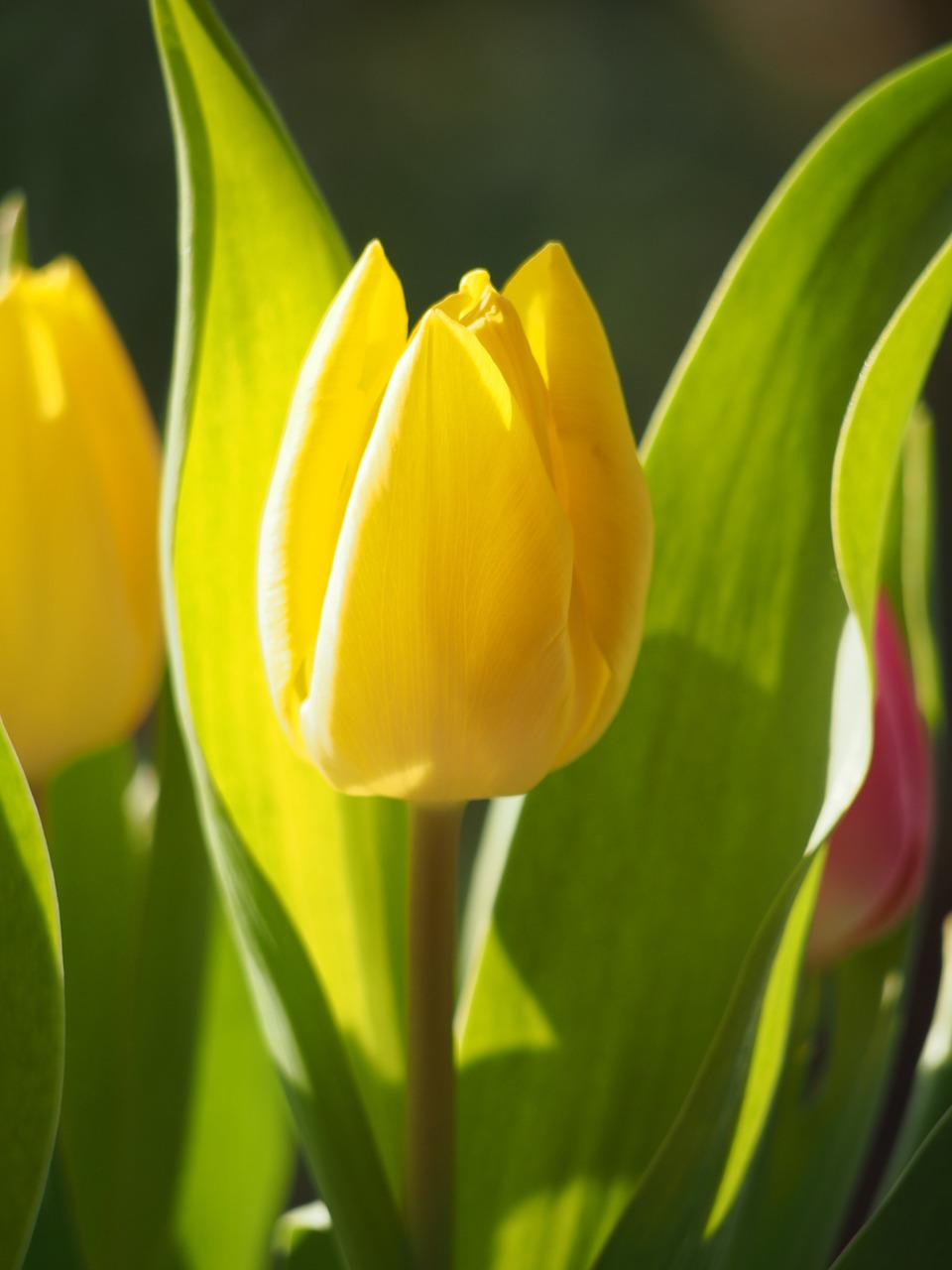 tulip meadow bed free photo